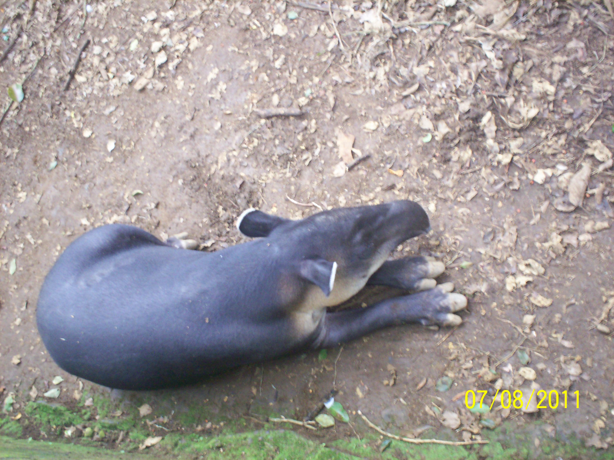 Foto: DANTA O TAPIR (Nombre Científico: Tapirus Bairdii ) - San Carlos