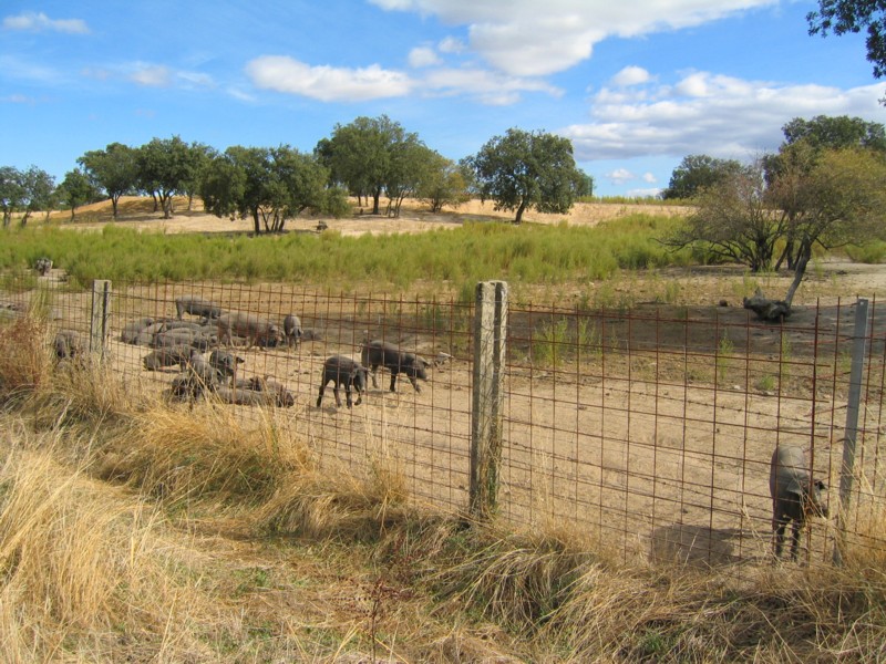 Foto de Monfrague (Cáceres), España