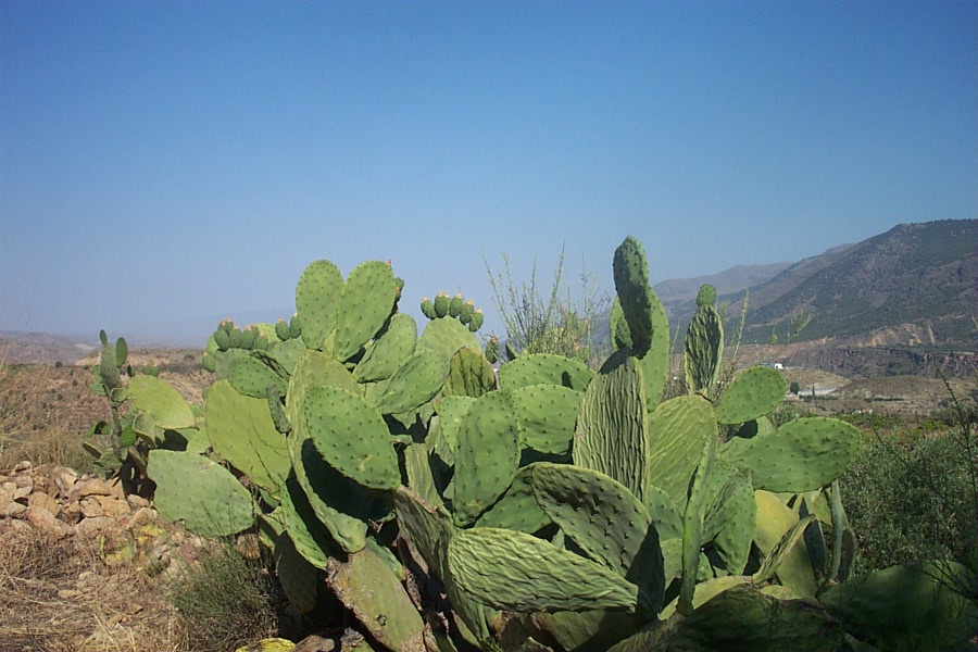 Foto de Canjáyar (Almería), España