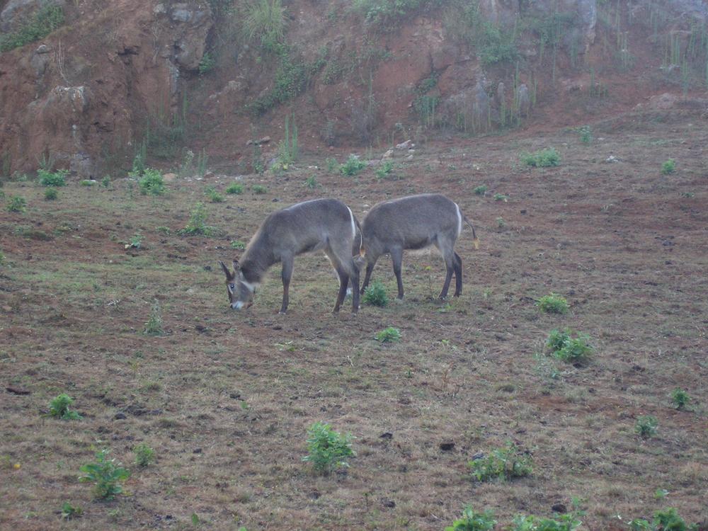 Foto de Cabarceno (Cantabria), España