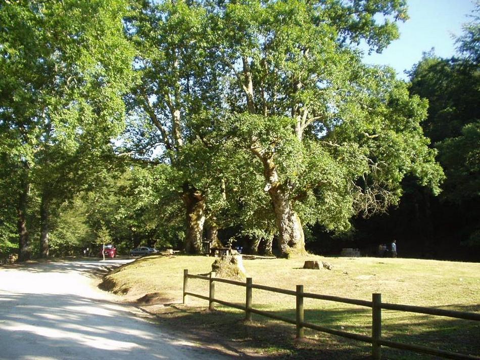 Foto de Parque Natural Saja-Nansa (Cantabria), España