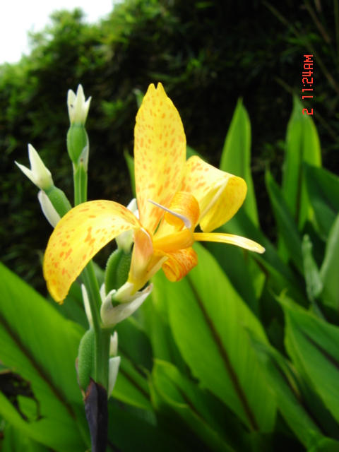 Foto de Flor silvestre, Costa Rica