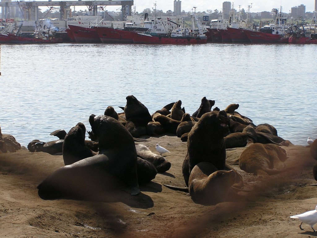 Foto de Mar del Plata, Argentina