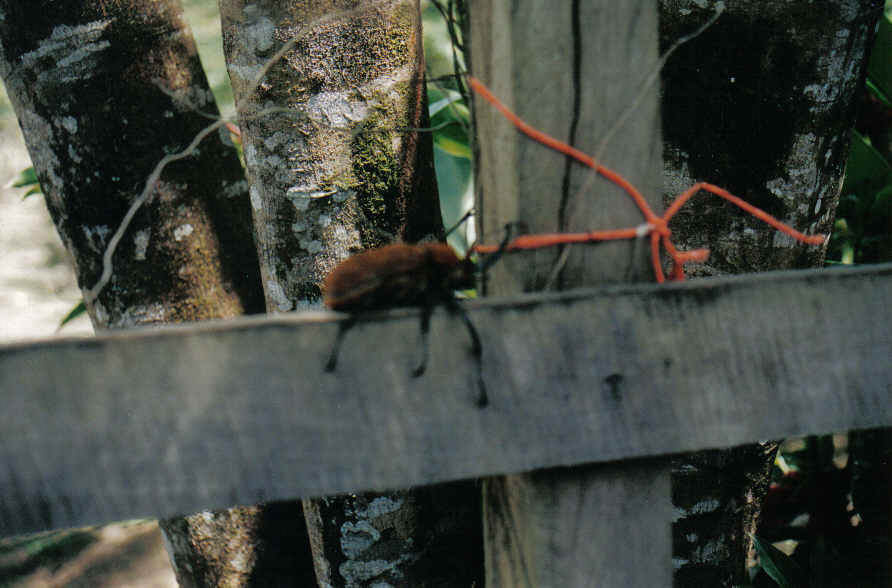 Foto de Tortuguero, Costa Rica