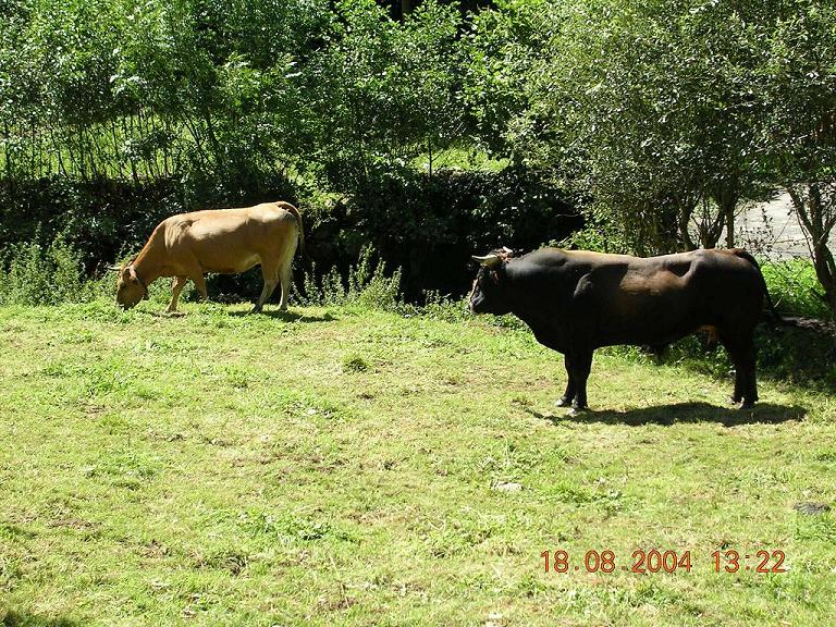 Foto de Pola de Allande (Asturias), España