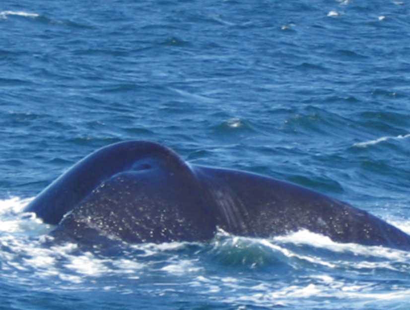 Foto de PUERTO PIRAMIDES, Argentina