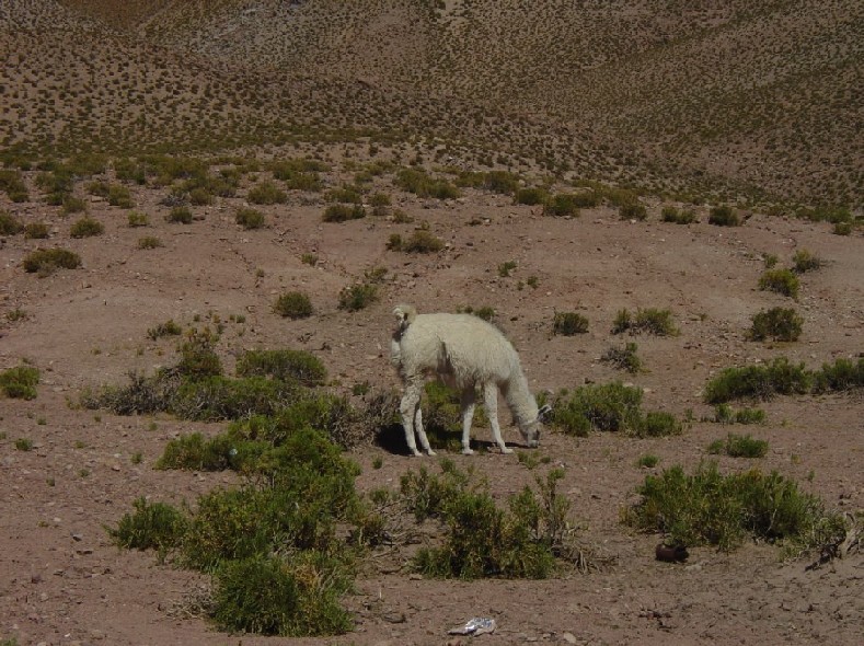 Foto de San Pedro de Atacama, Chile