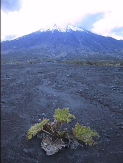 Foto de Petrohue, Chile