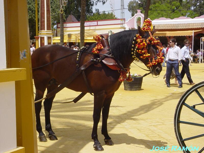 Foto de Jerez  de la Frontera (Cádiz), España