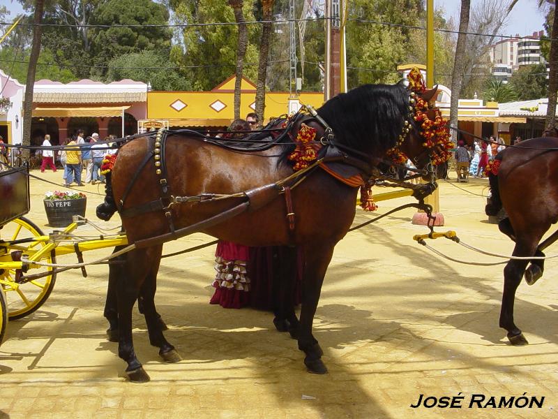 Foto de Jerez  de la Frontera (Cádiz), España