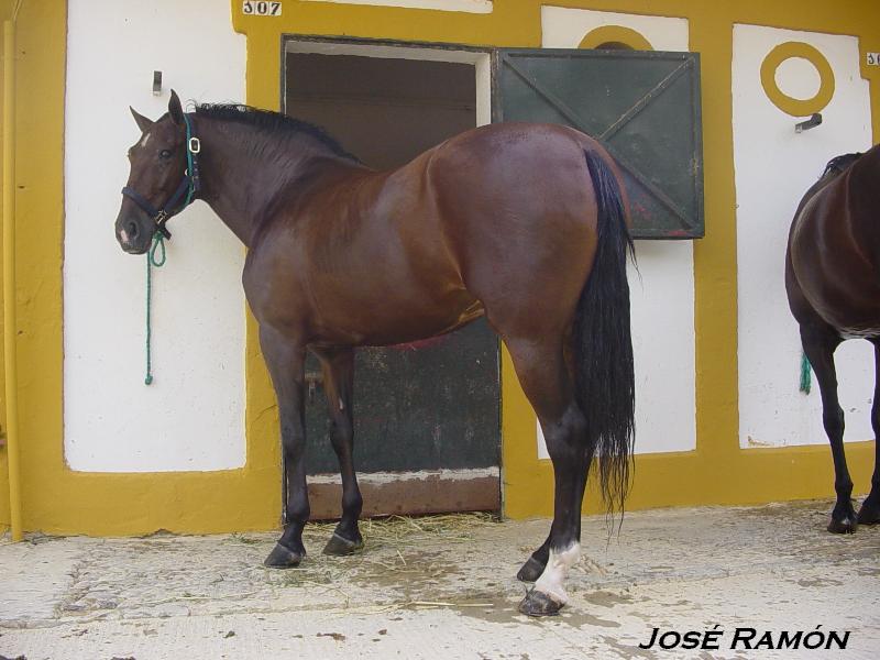 Foto de Jerez  de la Frontera (Cádiz), España