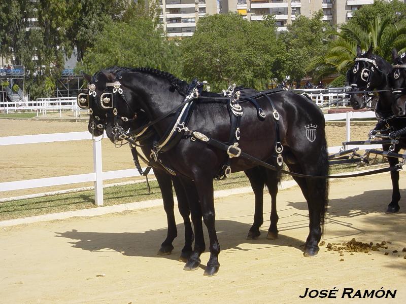 Foto de Jerez  de la Frontera (Cádiz), España