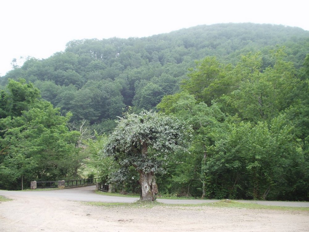 Foto de Parque Natural Saja-Nansa (Cantabria), España