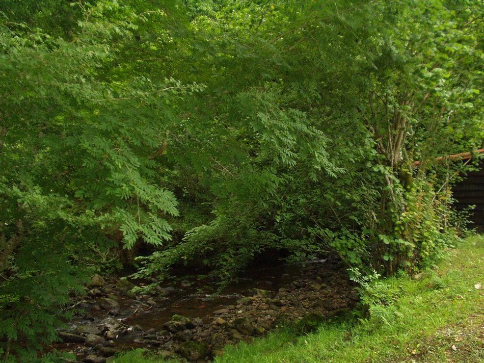 Foto de Parque Natural Saja-Nansa (Cantabria), España