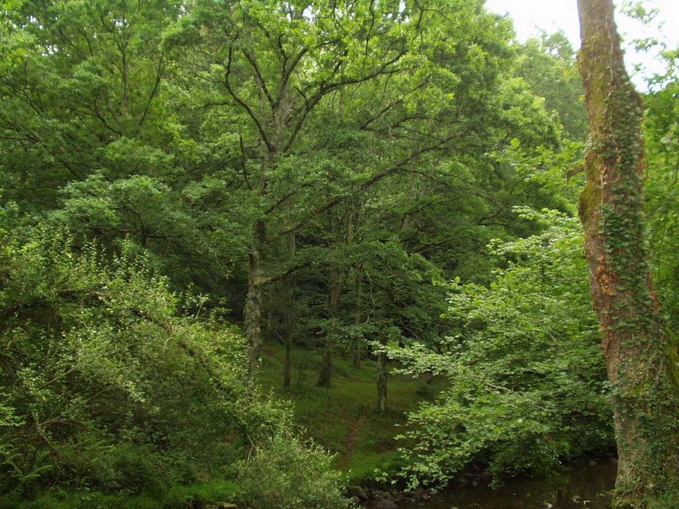 Foto de Parque Natural Saja-Nansa (Cantabria), España