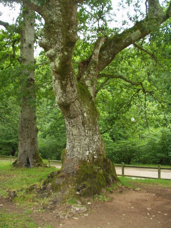 Foto de Parque Natural Saja-Nansa (Cantabria), España