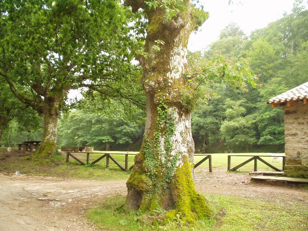 Foto de Parque Natural Saja-Nansa (Cantabria), España