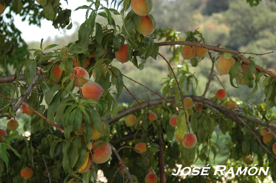 Foto de San José del Valle (Cádiz), España