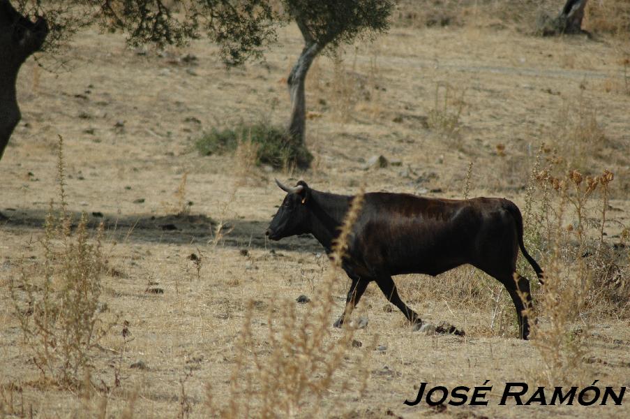 Foto de San José del Valle (Cádiz), España