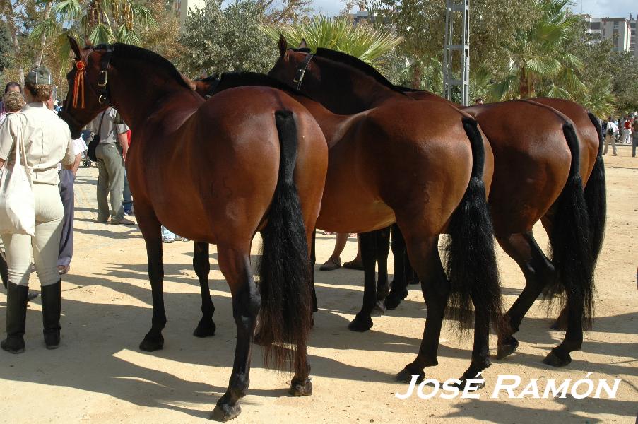 Foto de Jerez  de la Frontera (Cádiz), España