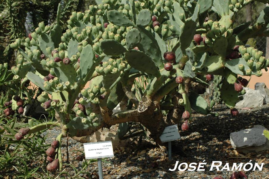 Foto de Jerez  de la Frontera (Cádiz), España