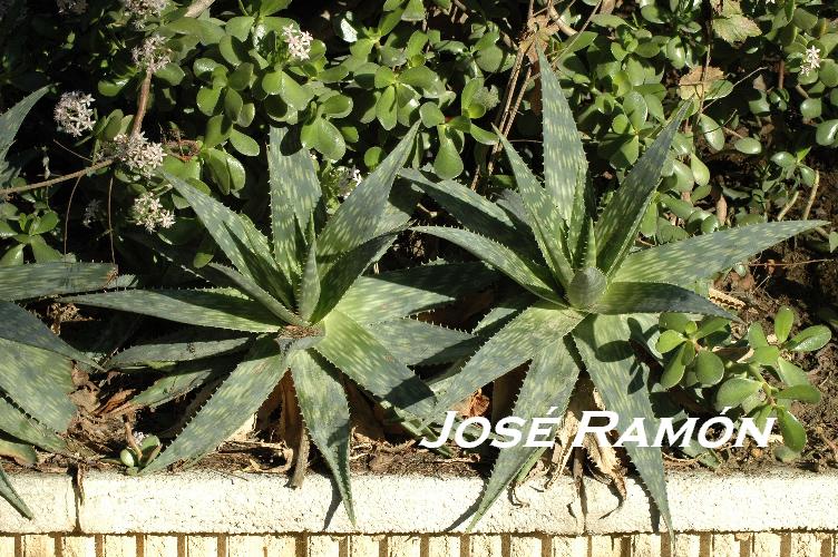 Foto de Jerez  de la Frontera (Cádiz), España