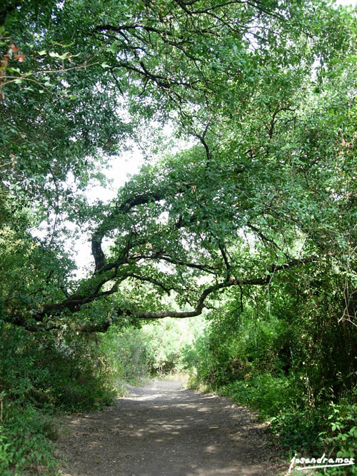 Foto de Benamahoma (Cádiz), España