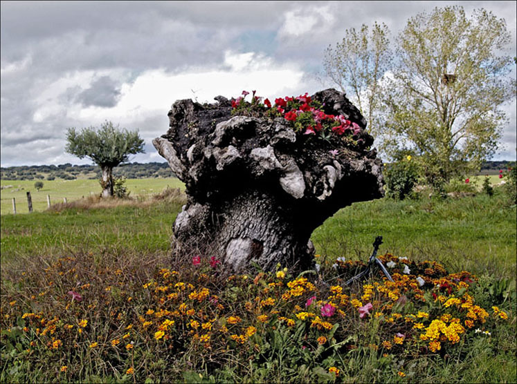 Foto de Rodas Viejas (Salamanca), España