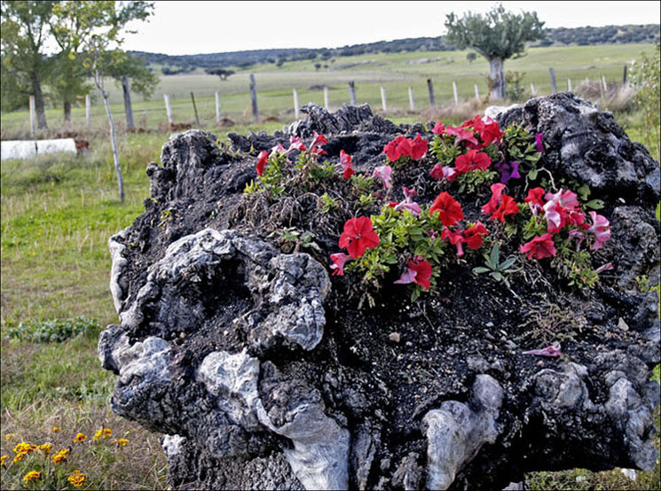 Foto de Rodas Viejas (Salamanca), España