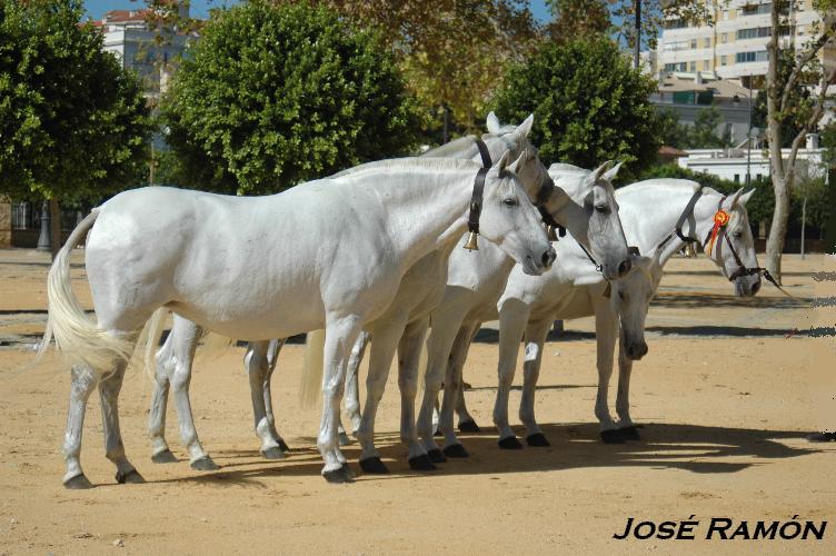 Foto de Jerez  de la Frontera (Cádiz), España