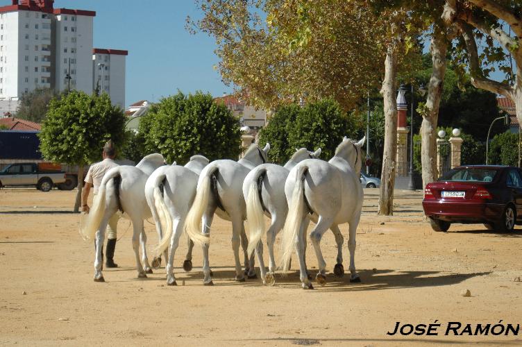 Foto de Jerez  de la Frontera (Cádiz), España