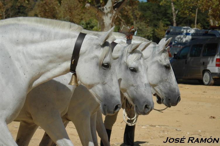 Foto de Jerez  de la Frontera (Cádiz), España