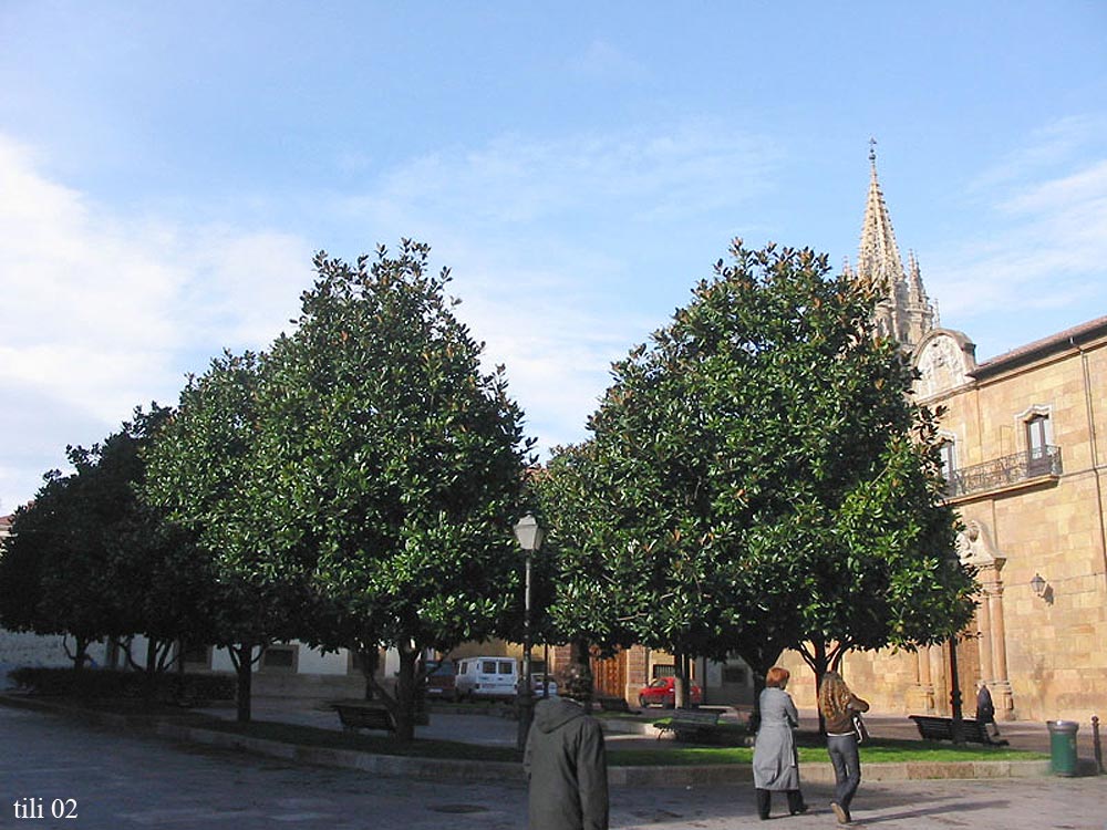 Foto de Oviedo (Asturias), España