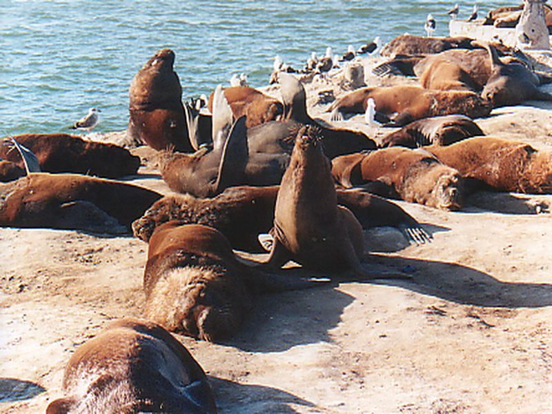 Foto de Mar del Plata, Argentina