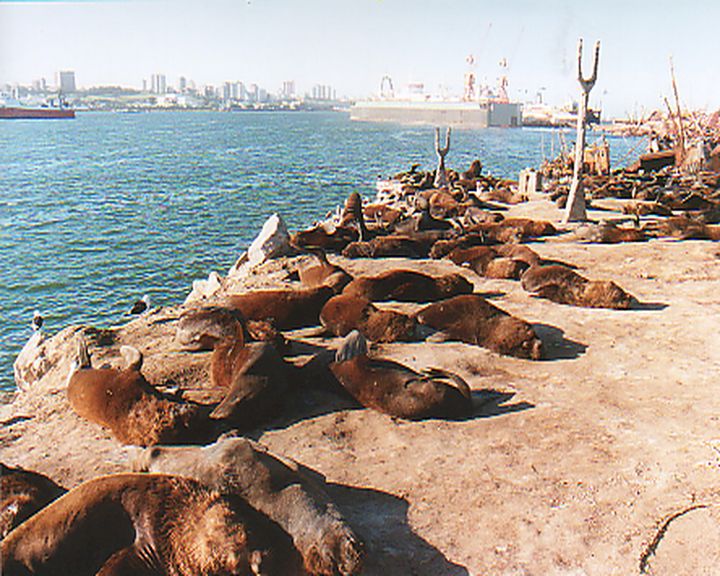 Foto de Mar del Plata, Argentina