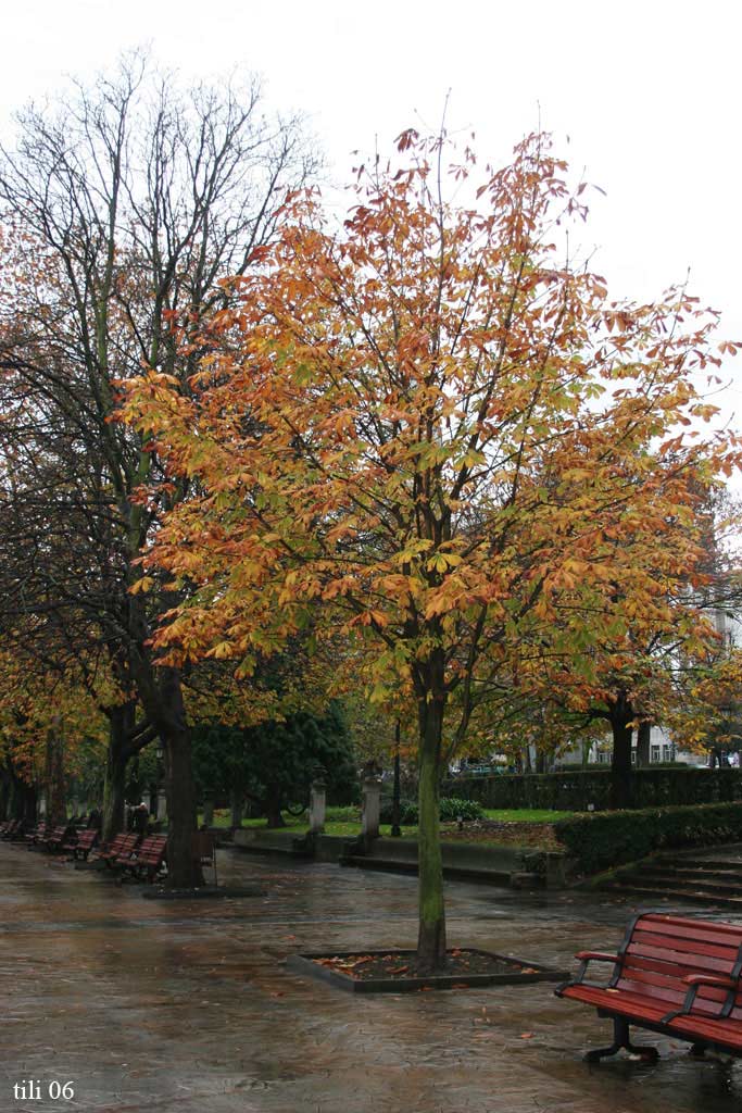 Foto de Oviedo (Asturias), España