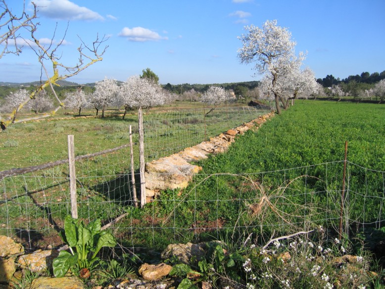 Foto de Ibiza (Illes Balears), España