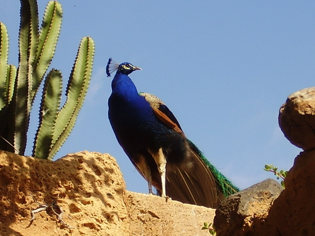 Foto de Águilas del Teide (Santa Cruz de Tenerife), España