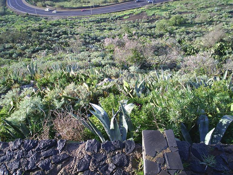 Foto de La Laguna (Santa Cruz de Tenerife), España