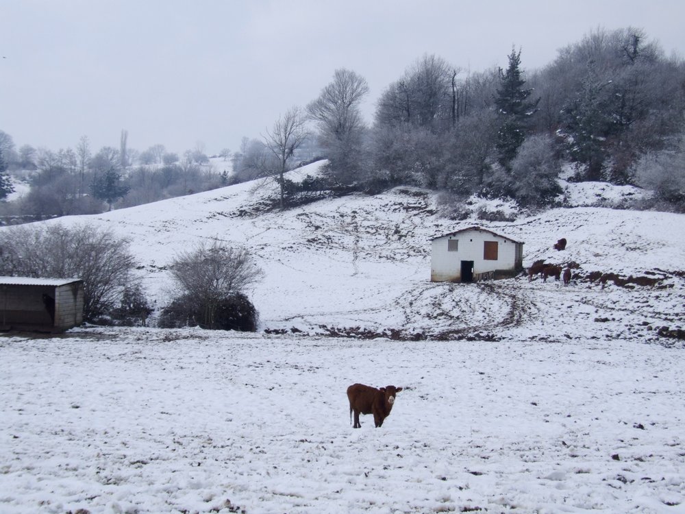 Foto de Vega de Carriedo (Cantabria), España