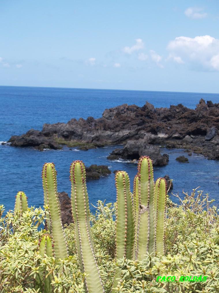 Foto de Tenerife (Santa Cruz de Tenerife), España