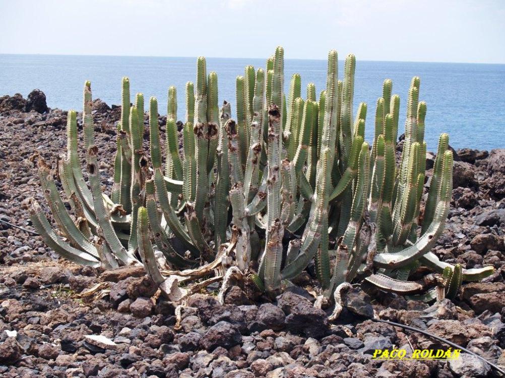 Foto de Tenerife (Santa Cruz de Tenerife), España