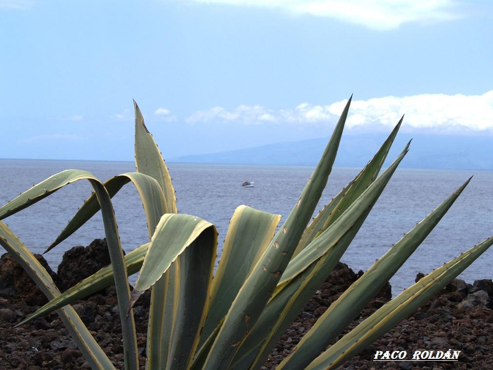 Foto de Tenerife (Santa Cruz de Tenerife), España