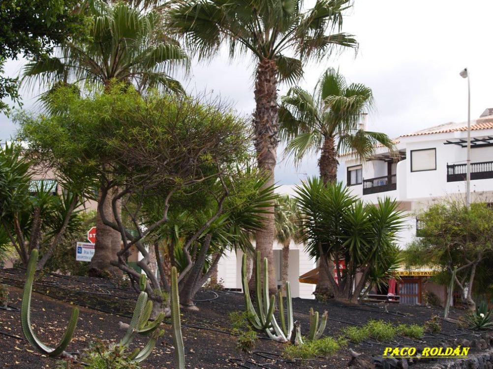 Foto de Tenerife (Santa Cruz de Tenerife), España