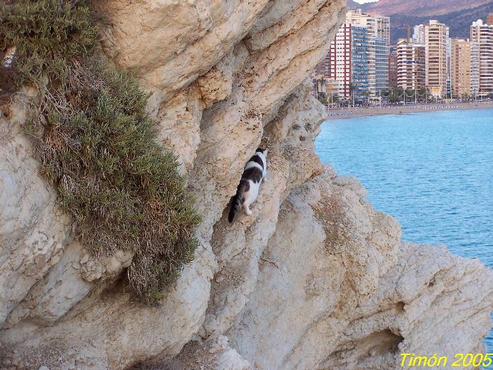 Foto de Benidorm (Alicante), España