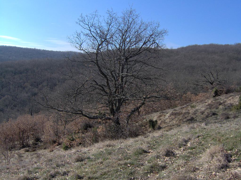 Foto de Villafranca Montes de Oca (Burgos), España