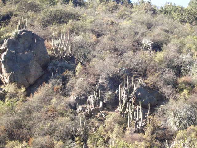 Foto de OLMUE, Chile