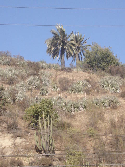 Foto de VIÑA DEL MAR, Chile