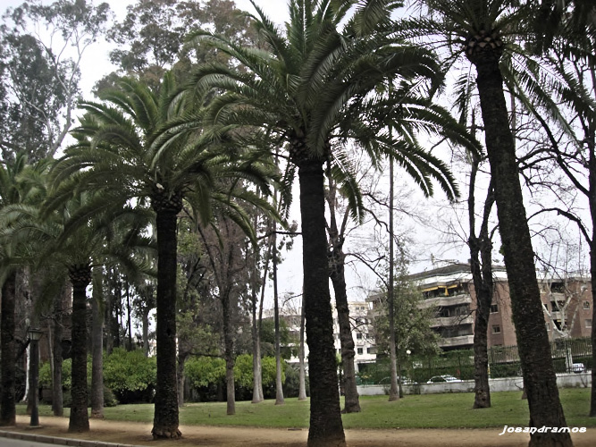 Foto de Sevilla (Andalucía), España