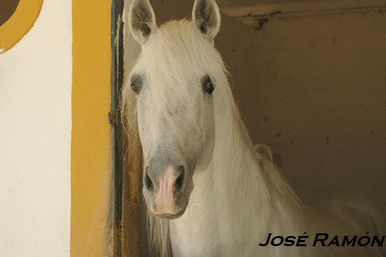 Foto de Jerez  de la Frontera (Cádiz), España